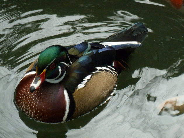 Eend in vogelpark Kuala Lumpur