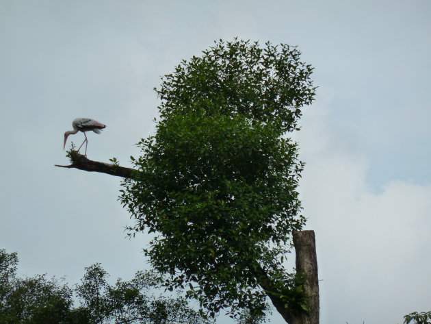 Ooievaar in vogelpark Kuala Lumpur