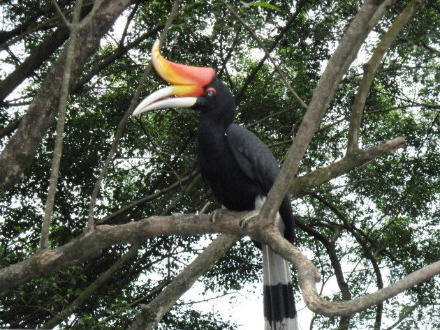 Toekan vogel in Kuala Lumpur vogeltuin