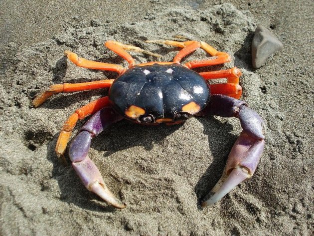 Crab