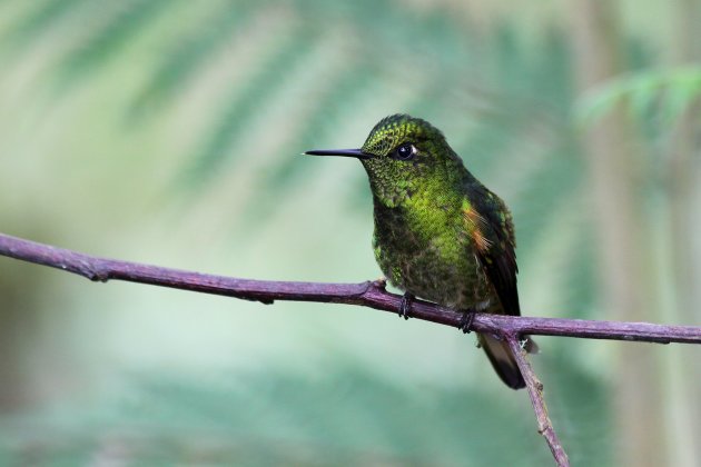groene kolibrie