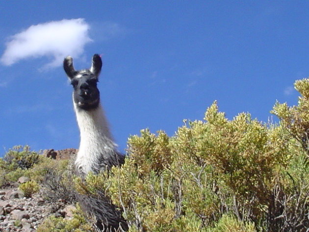 Lama komt even een kijkje nemen