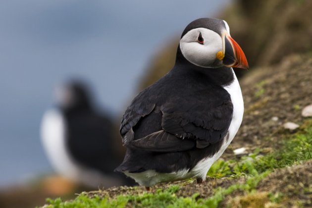 puffinduo