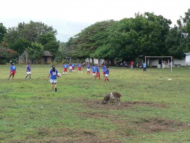 voetbal tussen de dieren