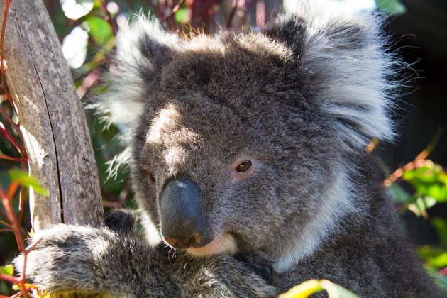 Close up Koala op Kangaroo Island