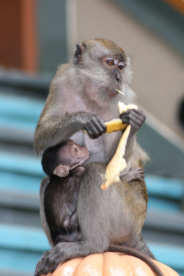 Aapjes bij de Batu Caves