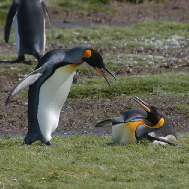 Ruziënde pinguins op South Georgia