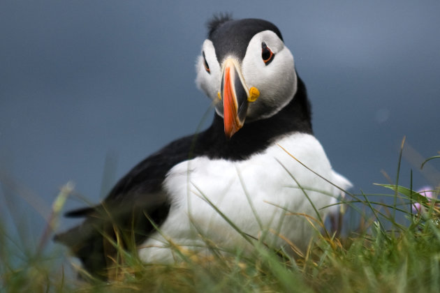 Puffin in de wind