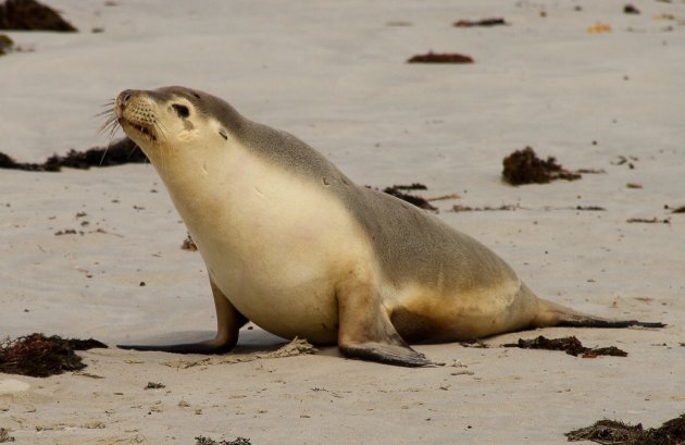 Zeeleeuw op het strand van Sealbay