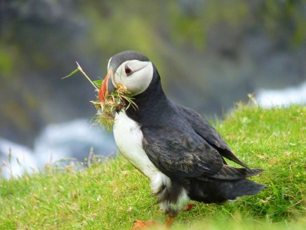 Nestelende Puffin