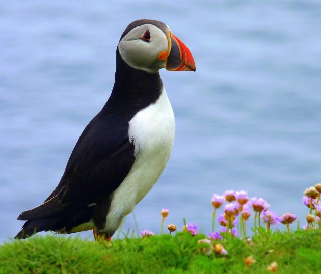 Puffin