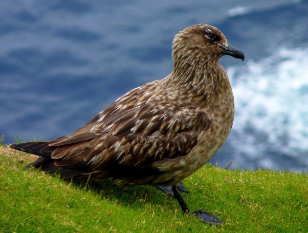 Skua