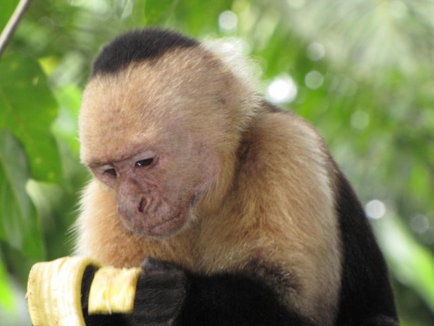 white faced capuchins monkey