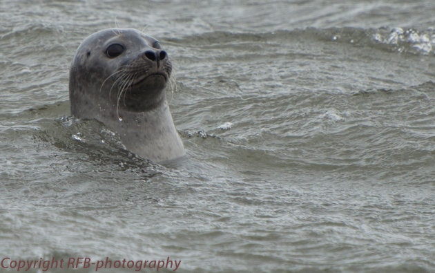 Nieuwsgierige zeehond