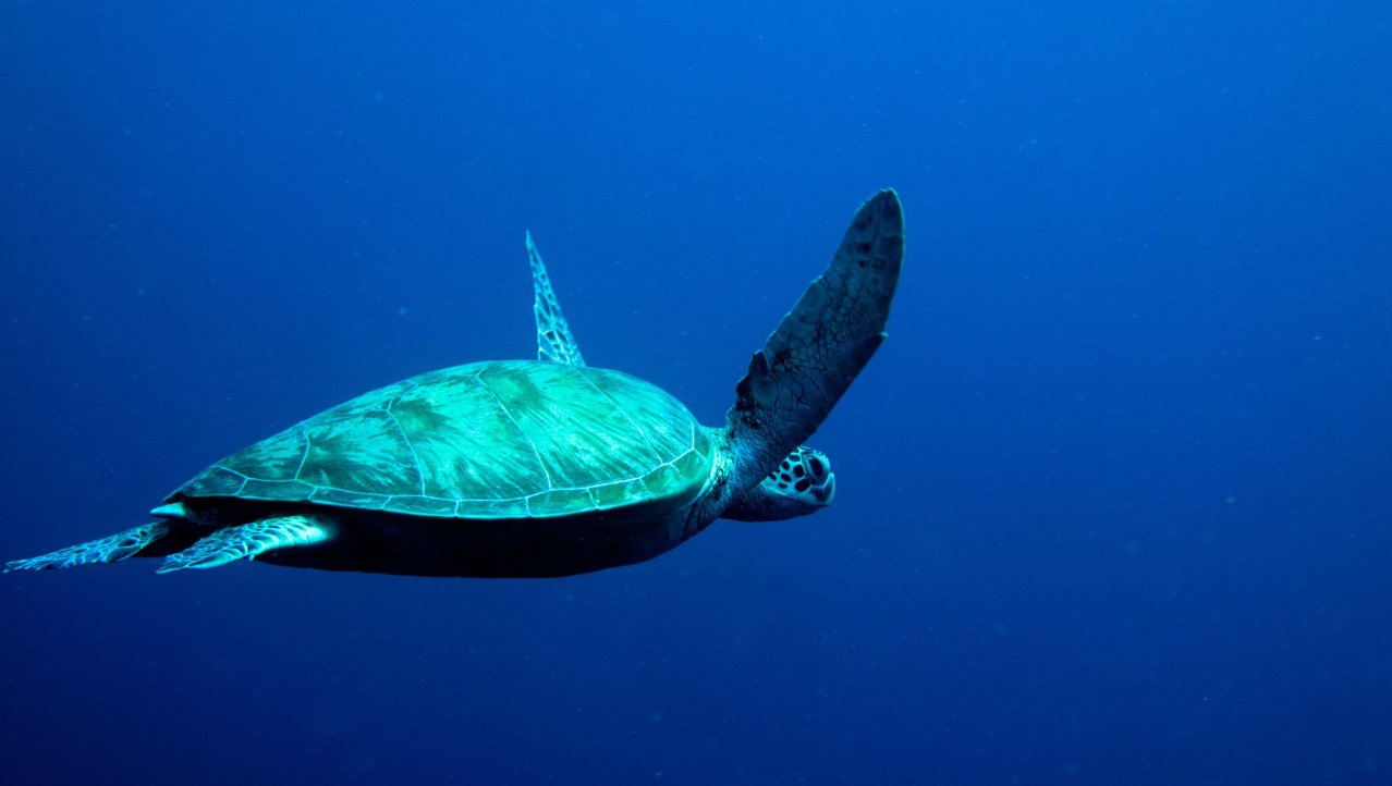 Green turtle in a beautiful blue sea
