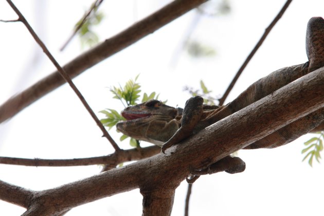 Leguaan in Costa Rica