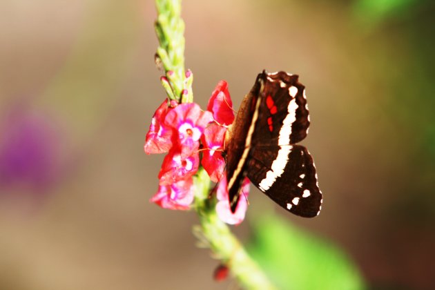 vlinder in Costa Rica