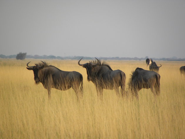 Gnoe's in Nata Bird Sanctuary