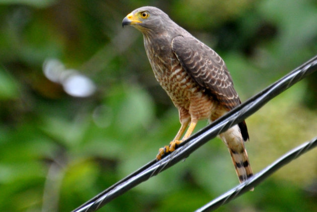 roadside hawk