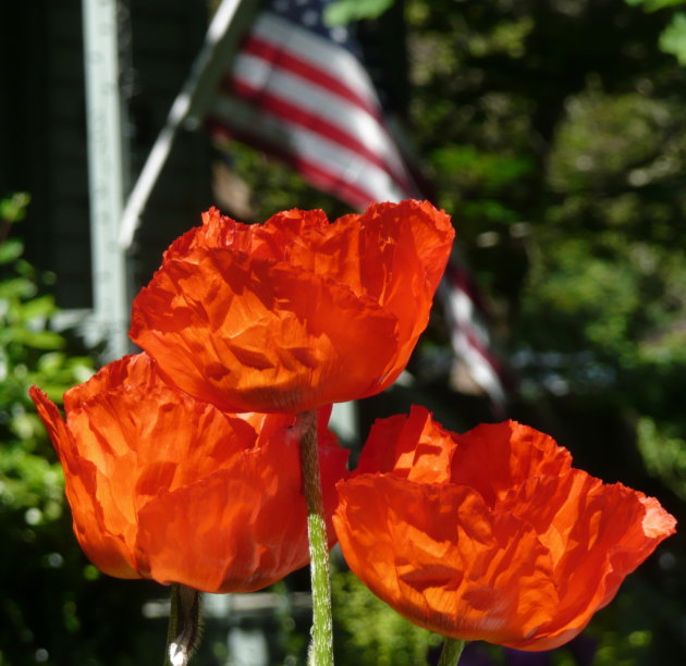 Poppies