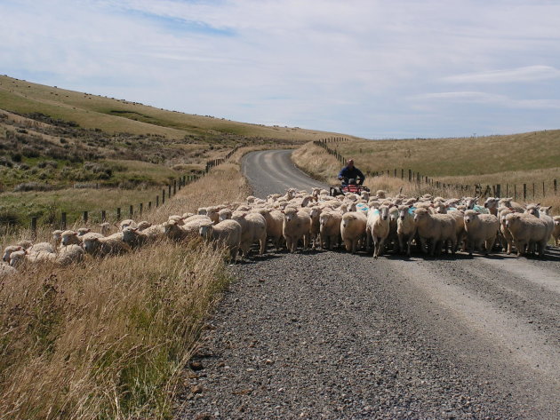 Schapenvervoer over de weg!