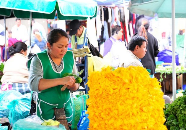 Het snijden van cactusbladeren en courgettebloemen