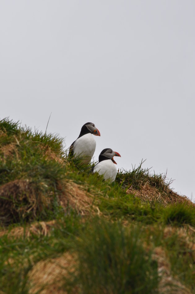 Puffins!