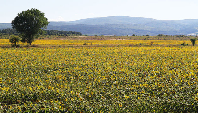 Zonnenbloemenpanorama