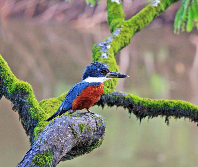 ijsvogel