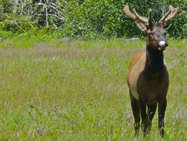 Sexy elk