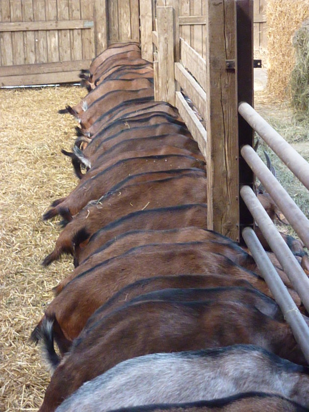 Op de geitenboerderij