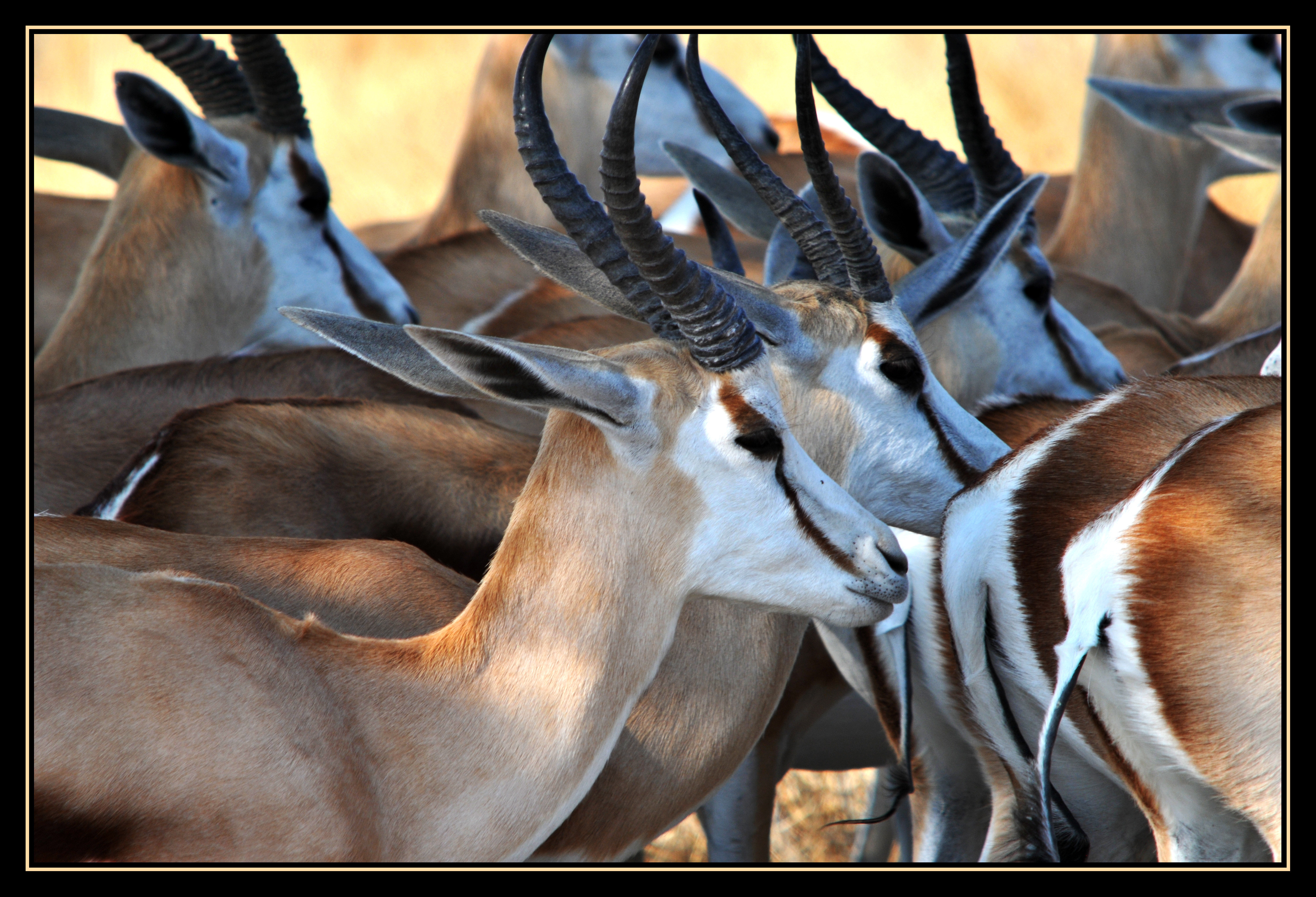 In de blote kont (Mooi Wark) in Etosha | Columbus Travel