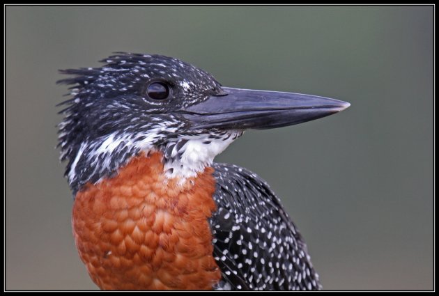 giant kingfisher - geen vogeltje wat zing je vroeg