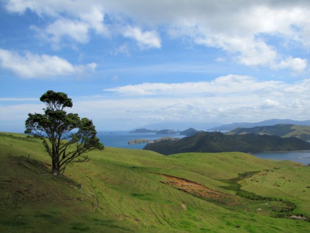 Coromandel