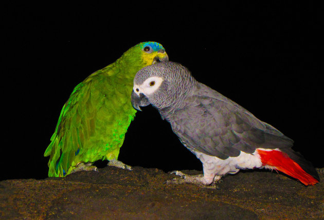 Papagaaien 