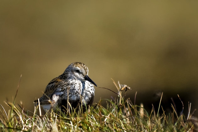 Bonte strandloper