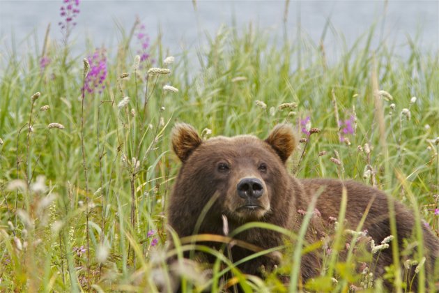 beren kamtsjatka kurilskoyemeer