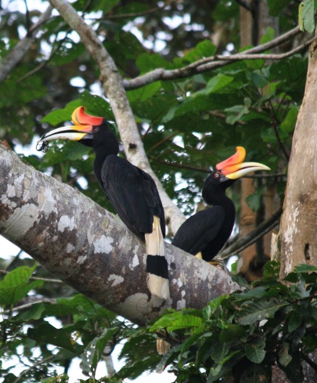 Neushoornvogels bij de Kinabatanganrivier