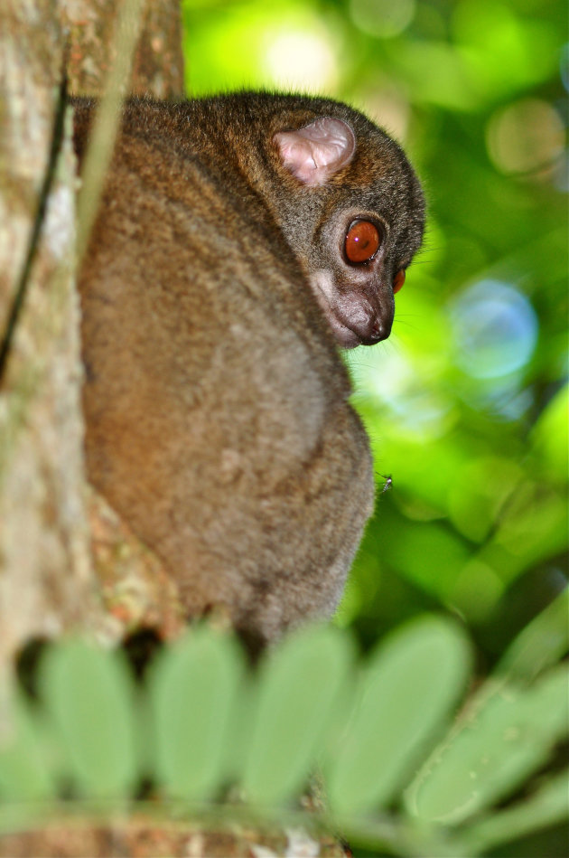 Sportive Lemur in de boom