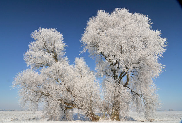 Bomen met rijp