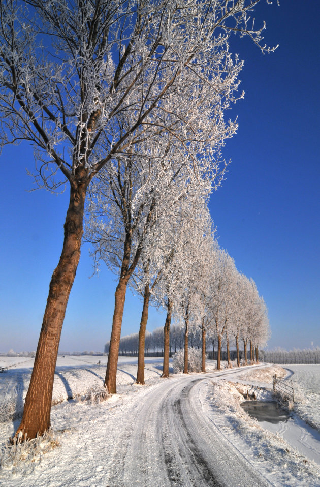 Bomenrij met sneeuw