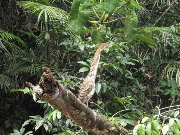 Gevlekte Reiger. Cuyabeno. Amazonegebied. Ecuador