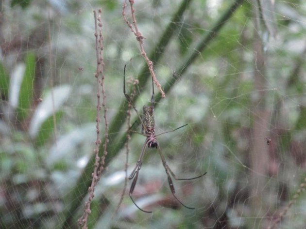 Grote spin. Jungle. Amazone gebied Ecuador