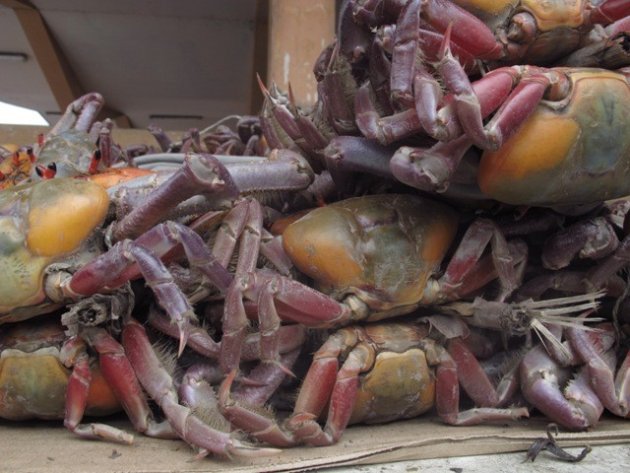 Giftige krab. Markt Andesgebergte Ecuador