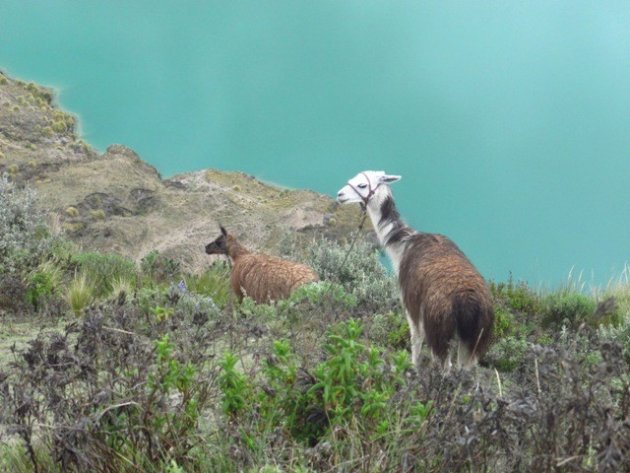 Lama langs oever van Quilotoa kratermeer