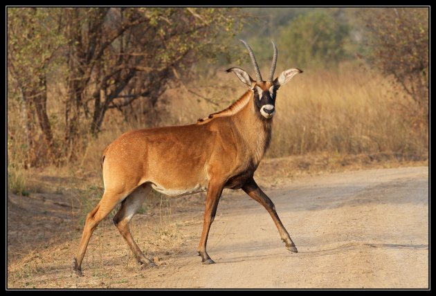 Zorro - roan antilope