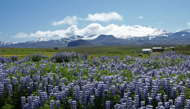 Panorama met lupinen op Snaefellsness