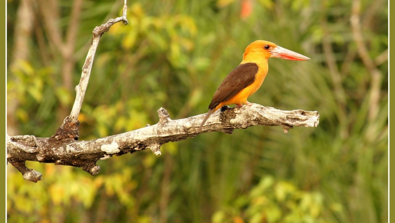 Kingfisher in het oranje