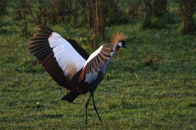 de nationale vogel van Uganda : de kraanvogel