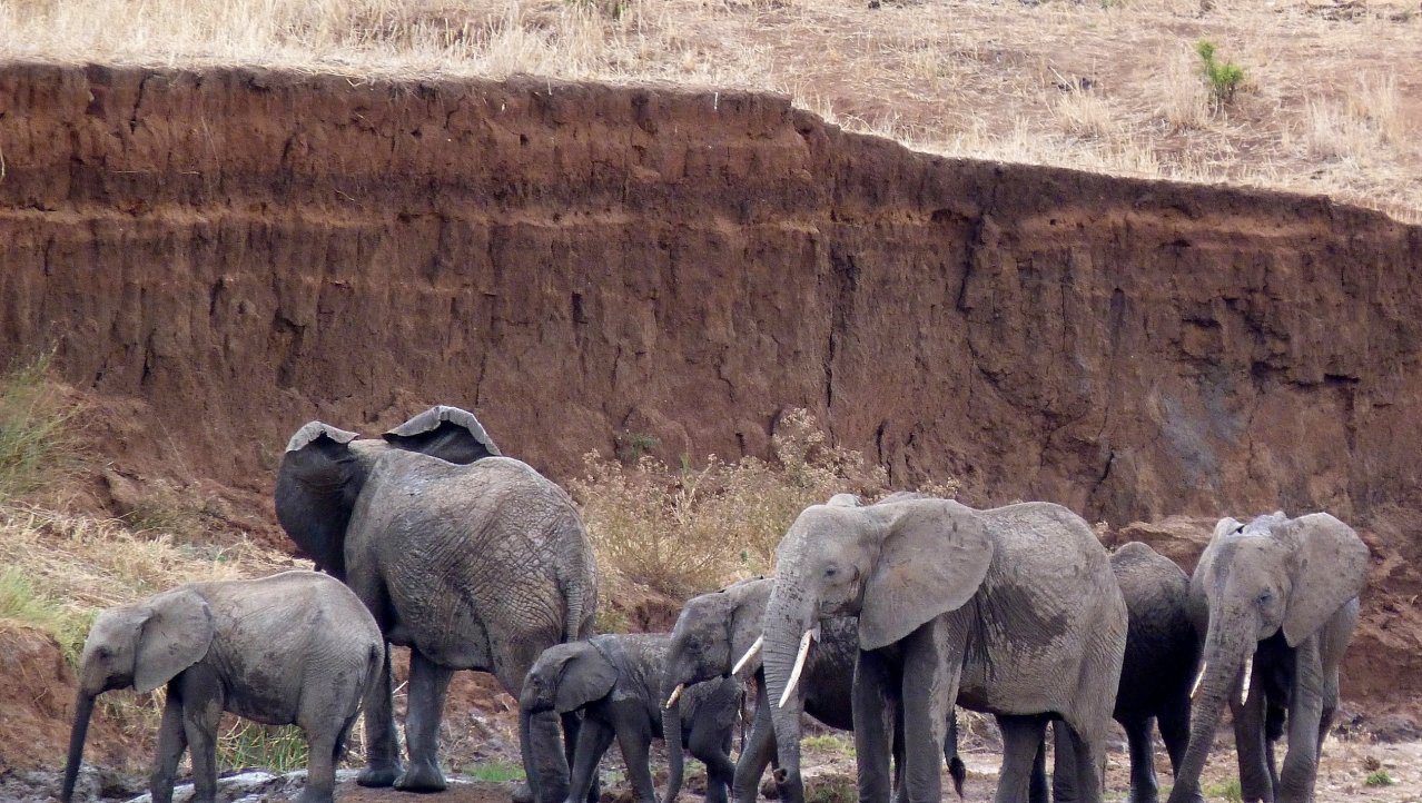 familie olifant
